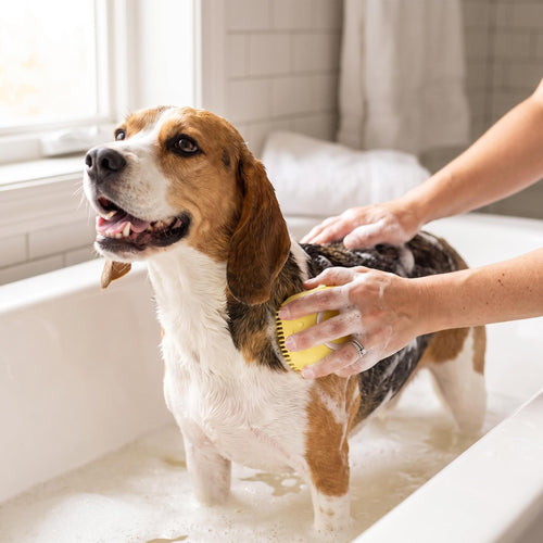 Lathering a beagle in the bath with the Dogluxe bath brush