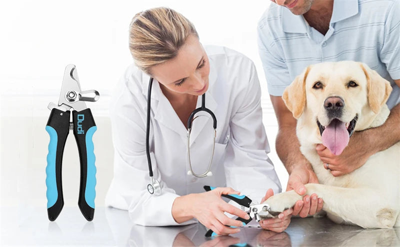 Trimming a Labrador's nails with the clippers
